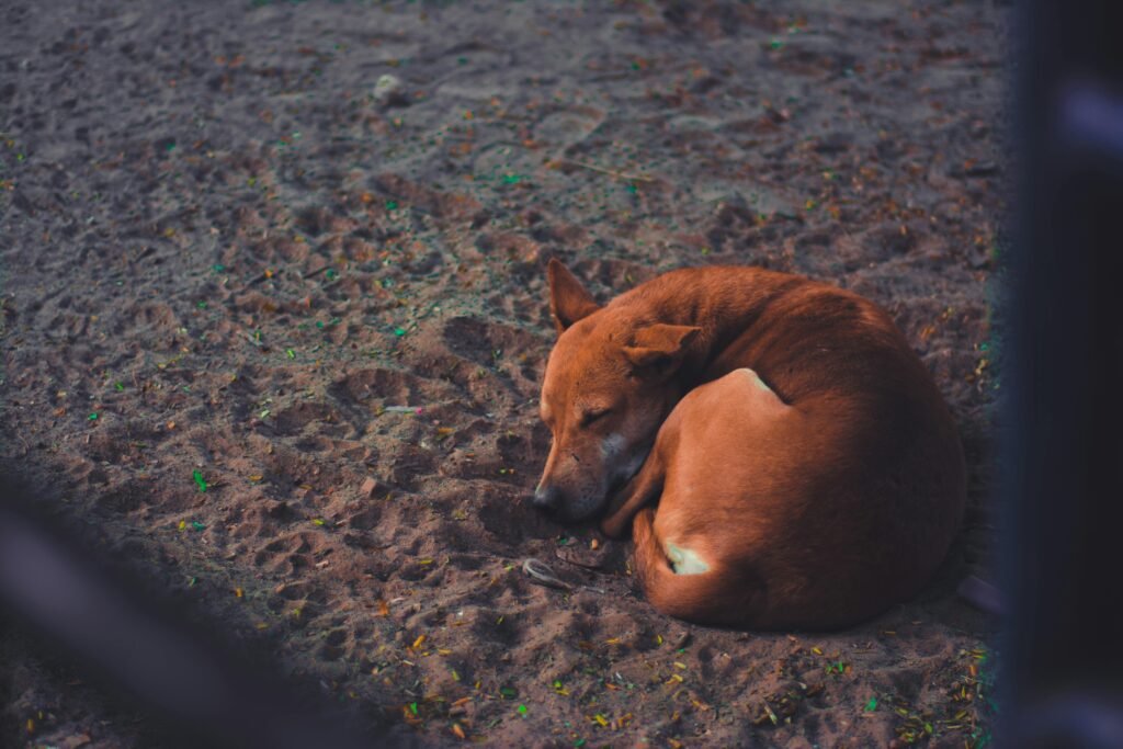 A brown dog peacefully sleeping on sandy ground in a park setting. Calm and serene atmosphere.